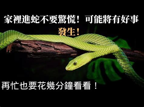 家裡出現蛇代表|為何家中見蛇？風水師揭秘原因